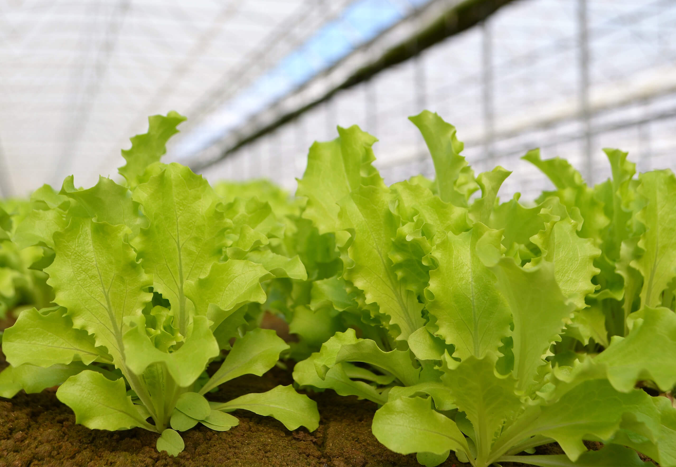 Pontinatura baby-leaf salad fields in the Agro Pontino
