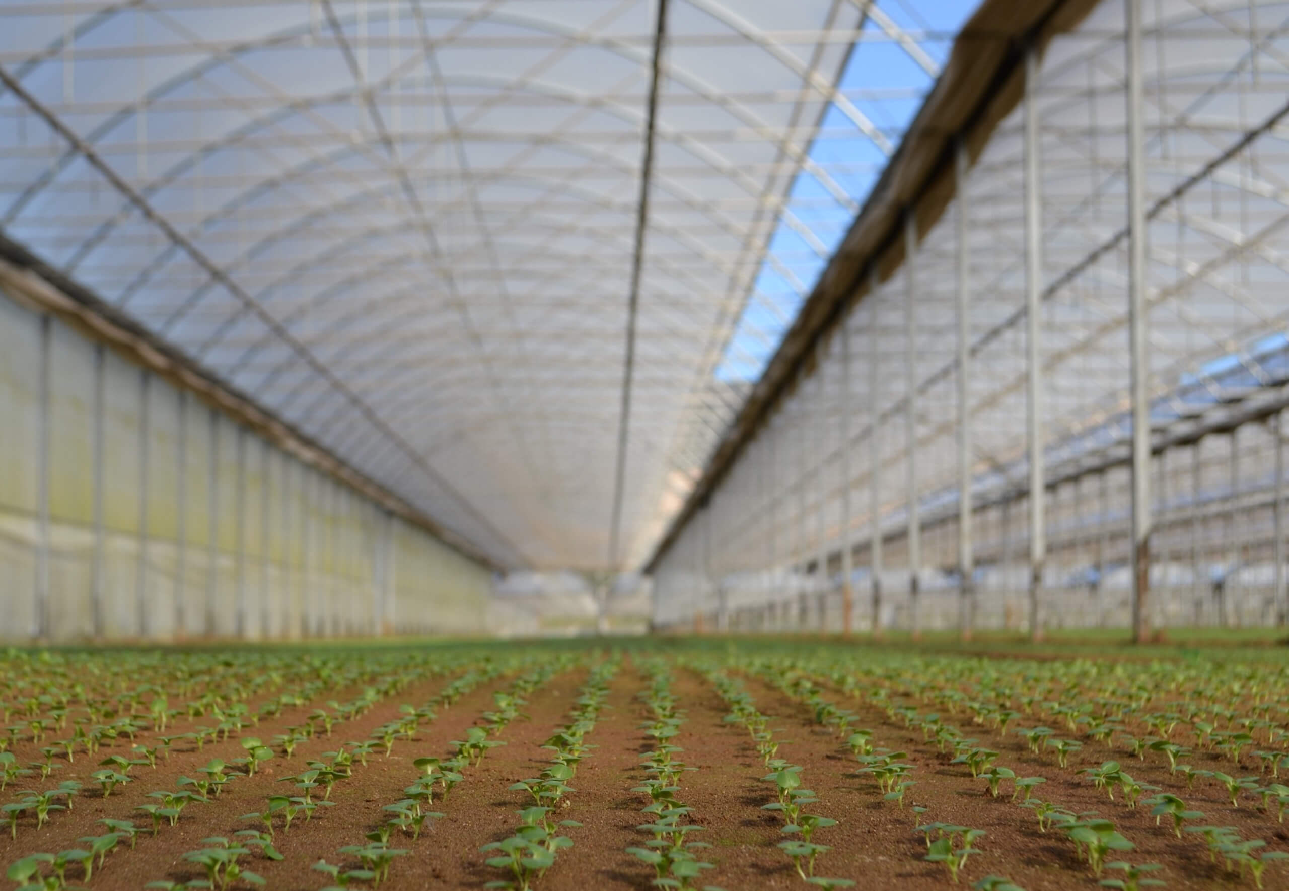 Daily sowing of Pontinatura baby leaves