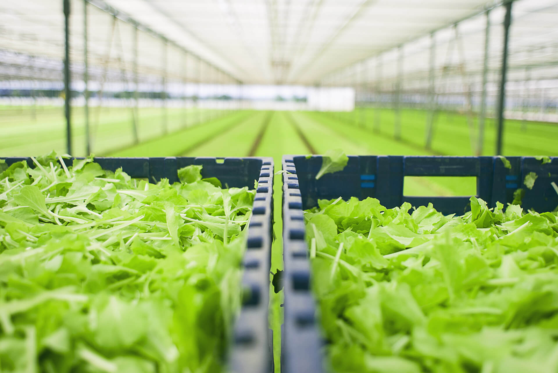 Pontinatura greenhouses in the Agro Pontino