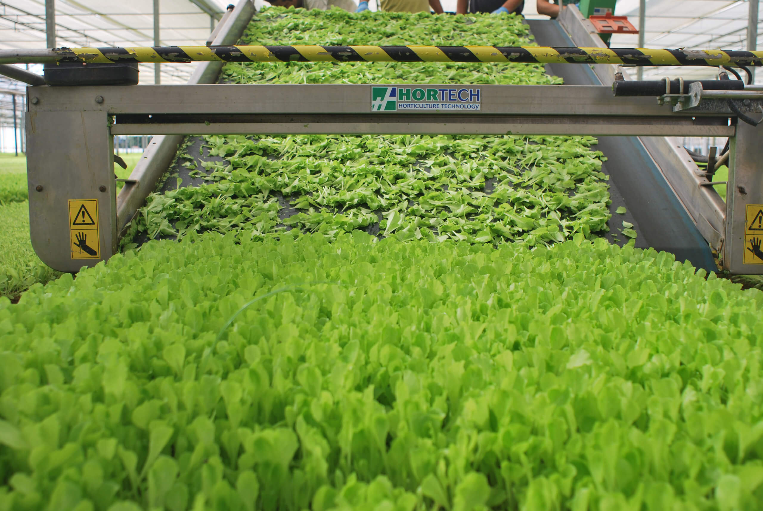 Baby-leaf cultivation in Pontinatura greenhouses