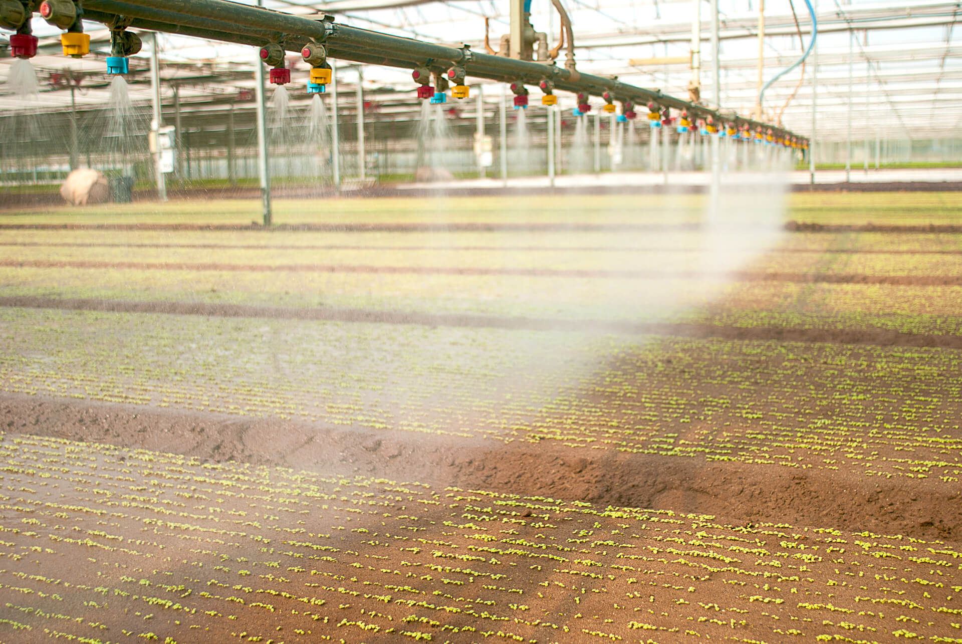 The Agro Pontino territory where Pontinatura grows