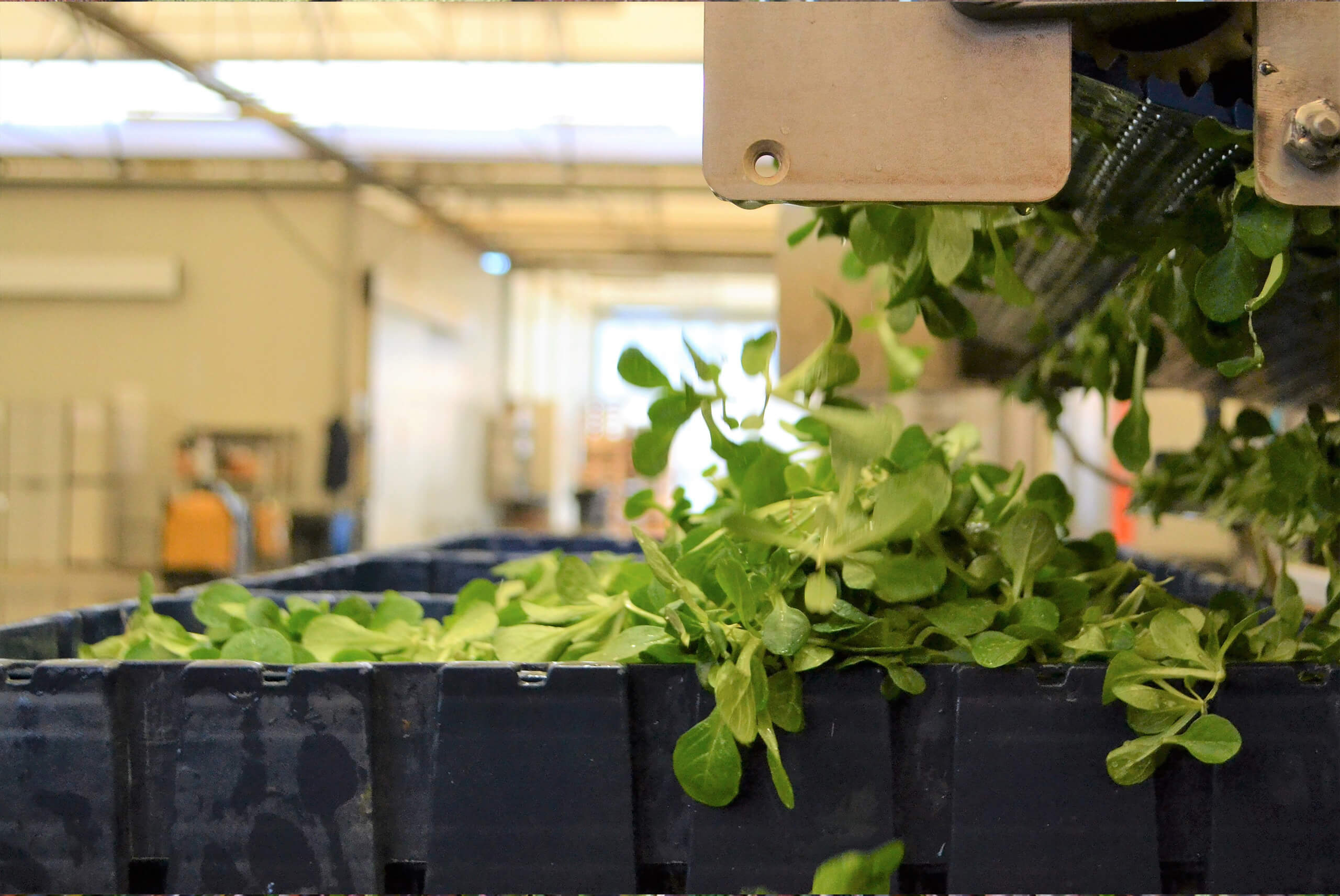 Baby-leaf cultivation at Pontinatura