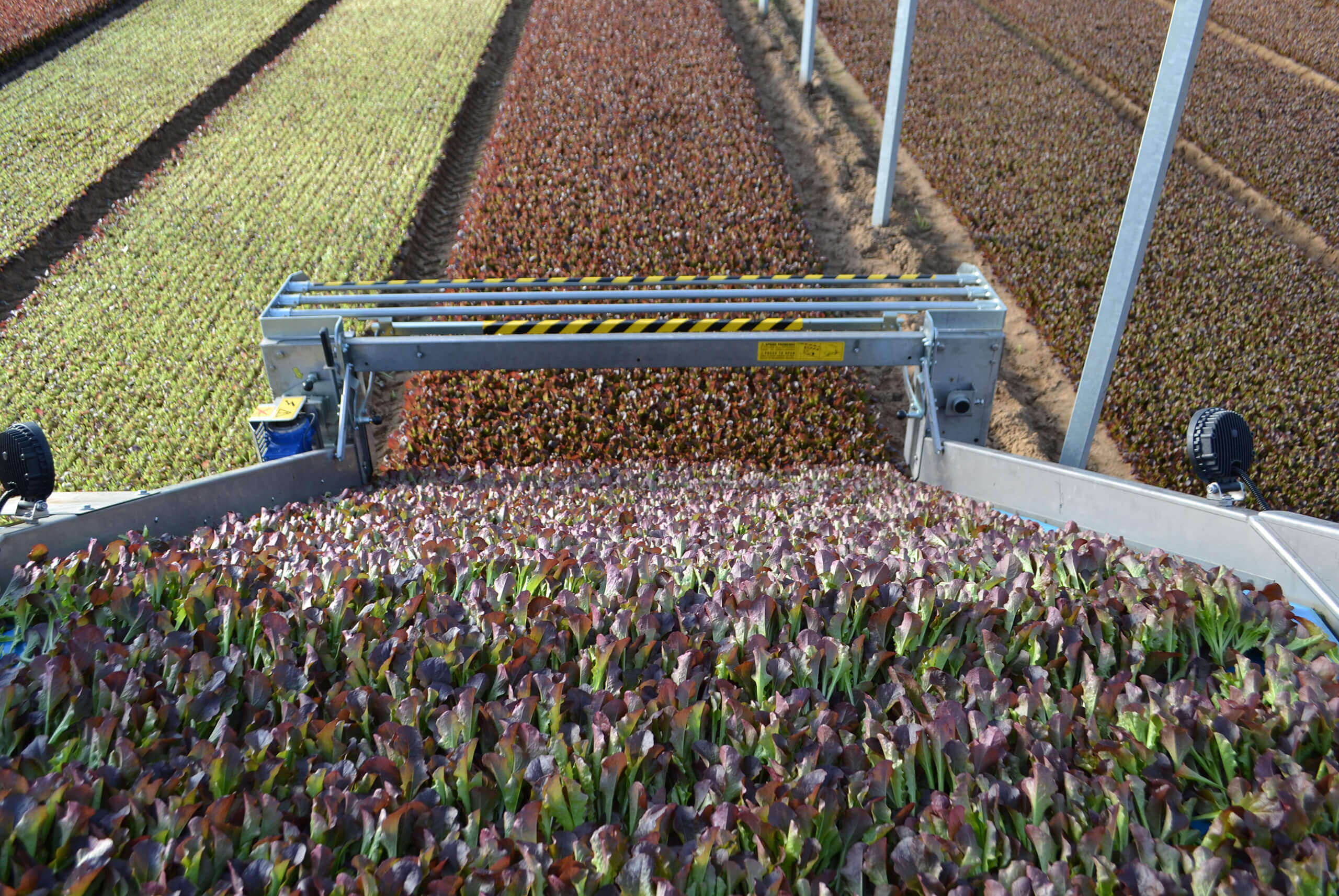 Washing and processing line for Pontinatura baby leaves