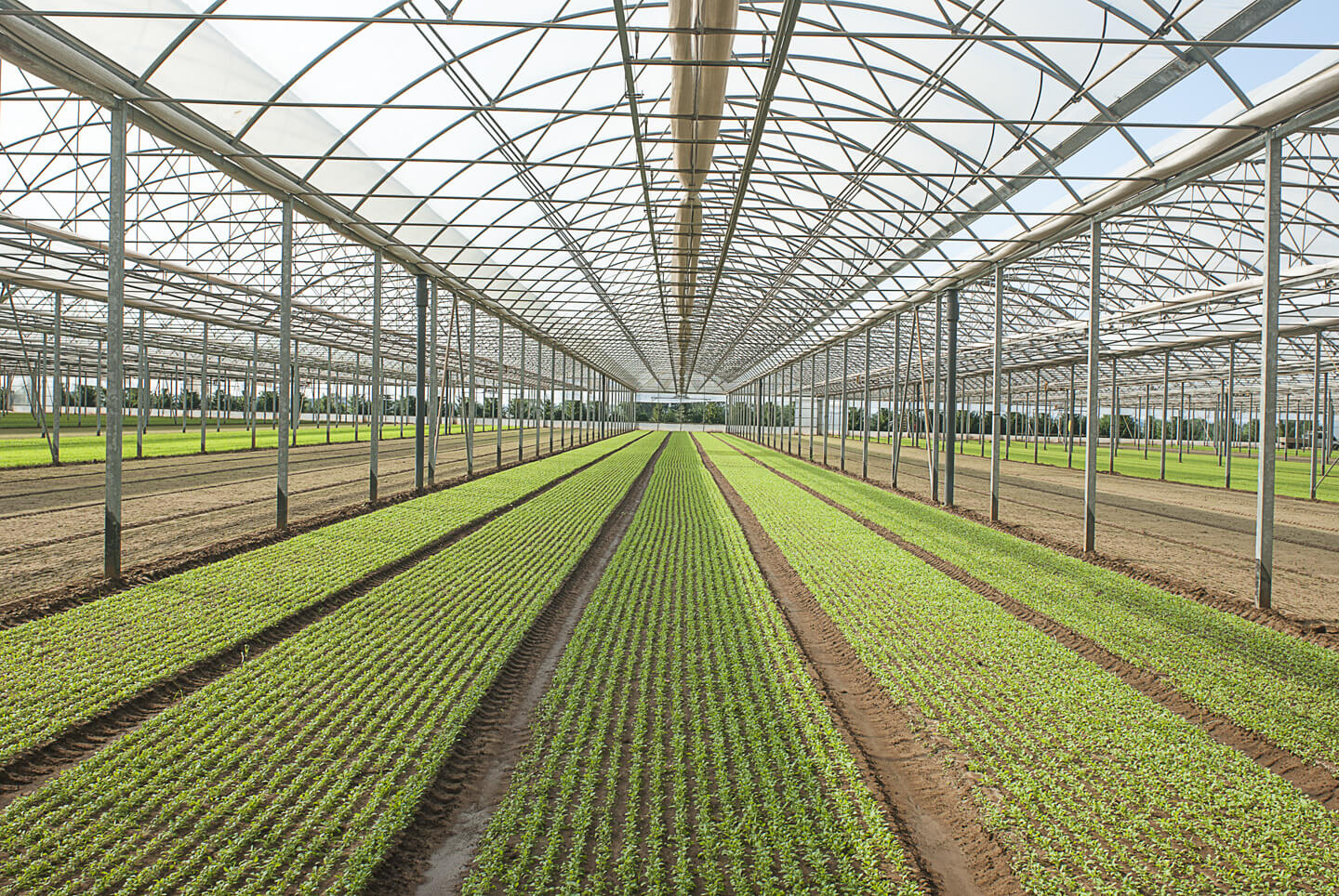 View of the crops