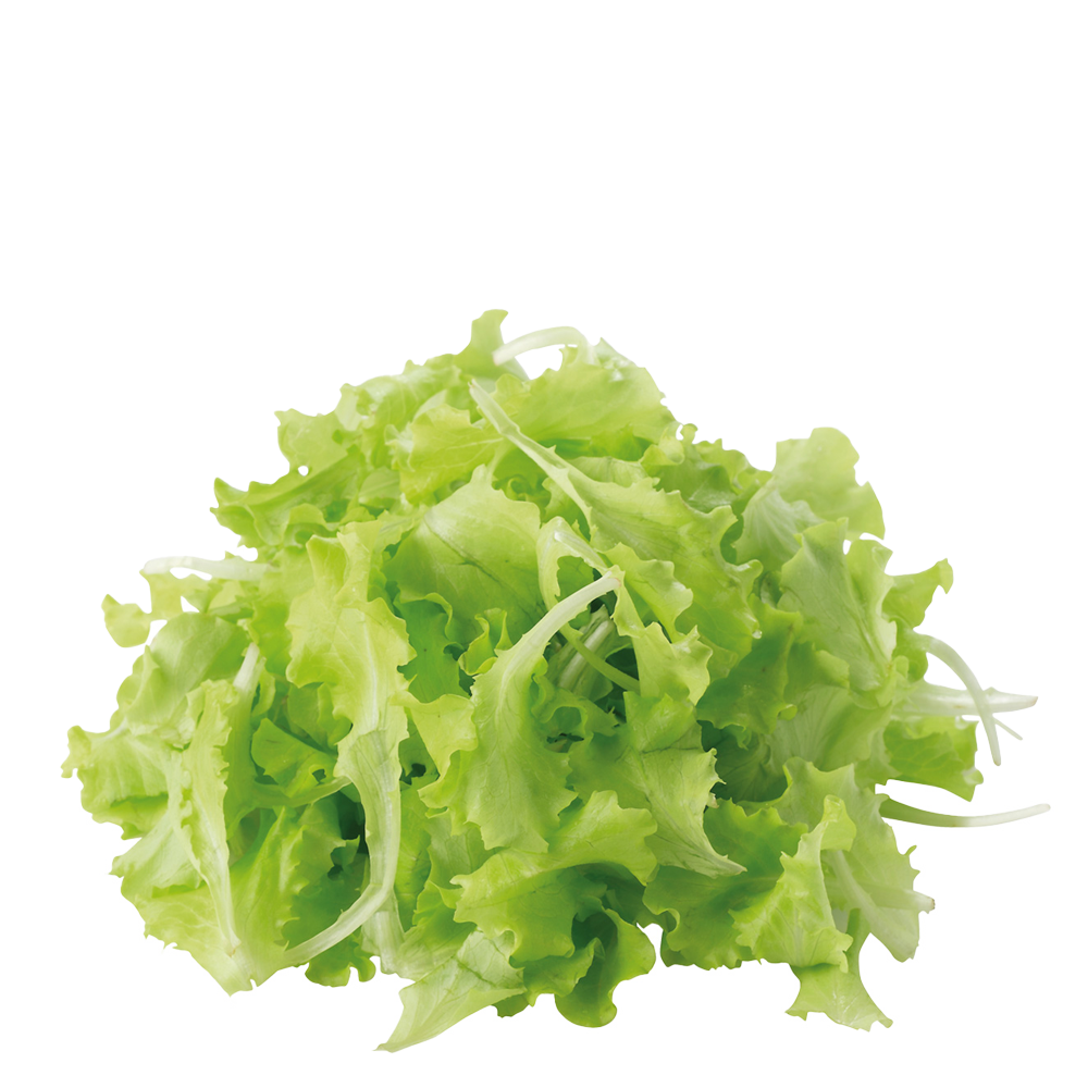 Green Baby Lettuce