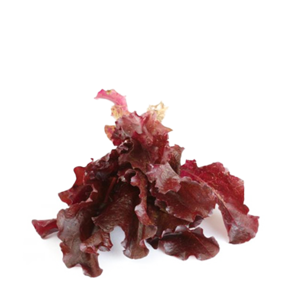 Red Baby Lettuce