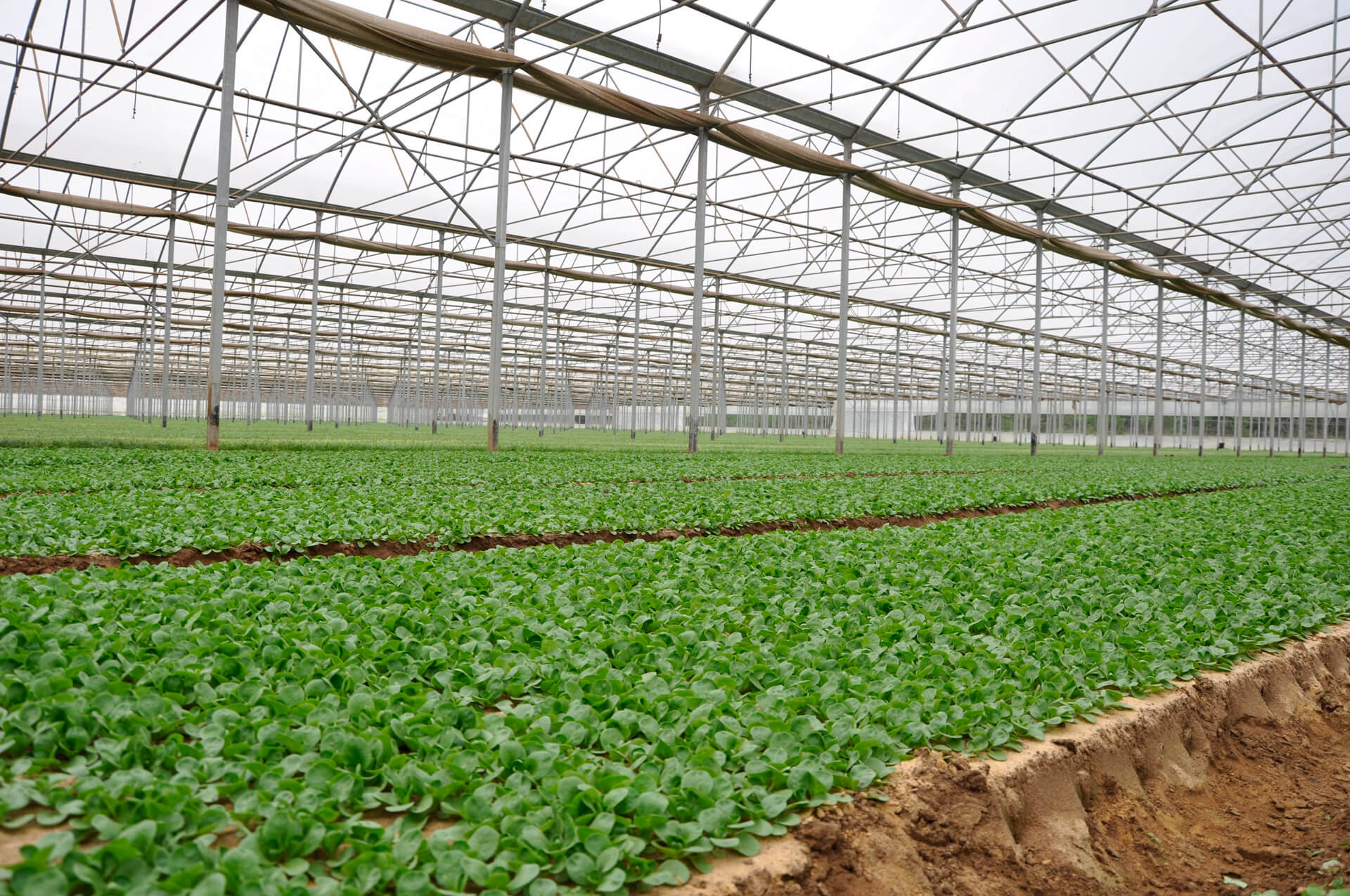 Pontinatura processing plant