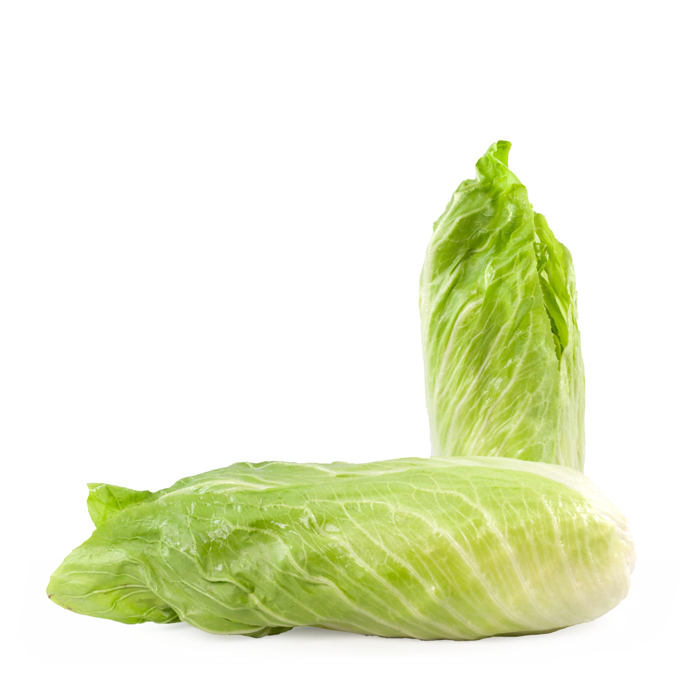 Pan di Zucchero Chicory