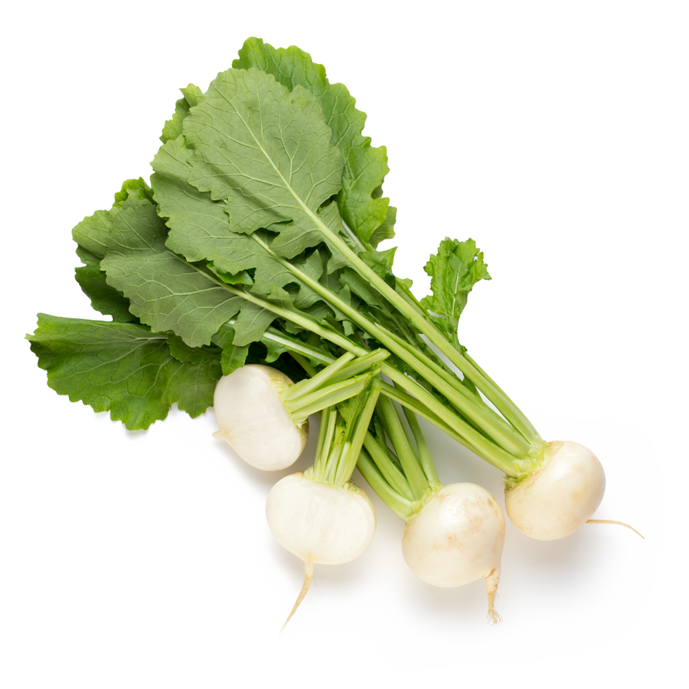 White Round Turnip