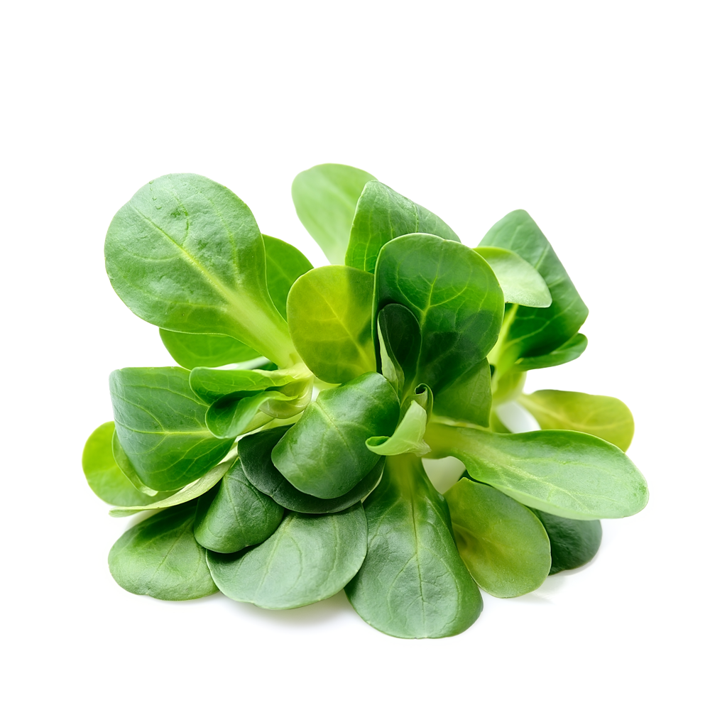 Lamb's Lettuce